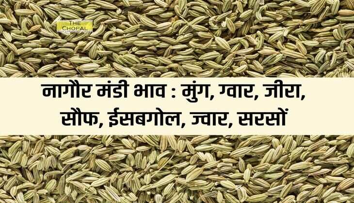 नागौर मंडी भाव 19 दिसंबर 2023: मुंग, ग्वार, जीरा, सौफ, ईसबगोल, ज्वार, सरसों