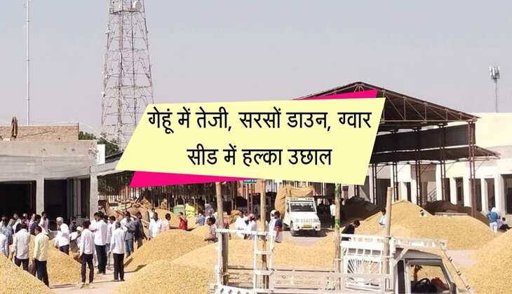 Jaipur Mandi Bhav: गेहूं में तेजी, सरसों डाउन, ग्वार सीड में हल्का उछाल