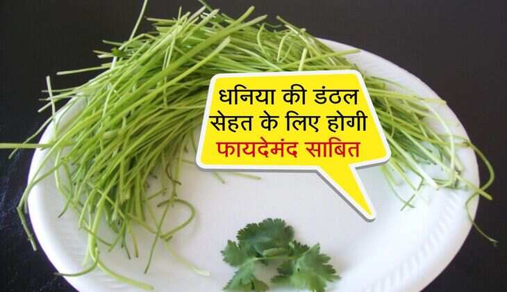 धनिया की डंठल सेहत के लिए होगी फायदेमंद साबित, इस्तेमाल करने का सही तरीका जाने 
