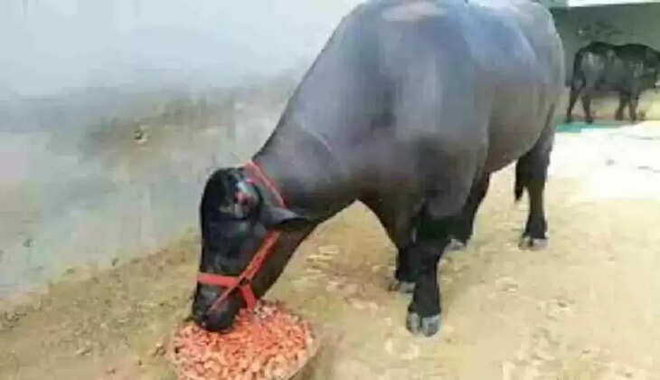 sultan jhota chand jhota