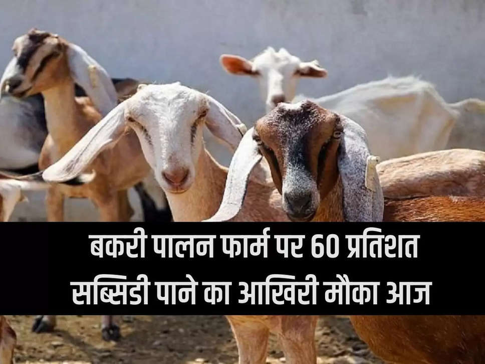 Today is the last chance to get 60 percent subsidy on goat rearing farm.