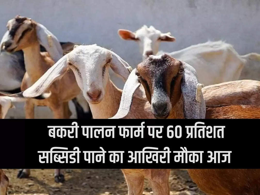 Today is the last chance to get 60 percent subsidy on goat rearing farm.
