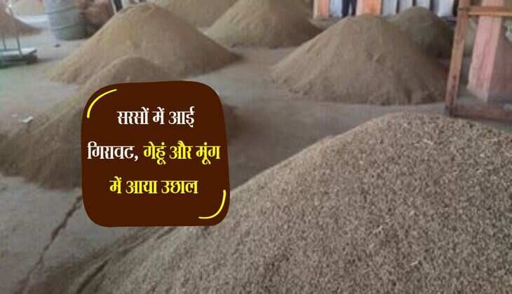 Jodhpur Mandi Bhav : सरसों में आई गिरावट, गेहूं और मूंग में आया उछाल